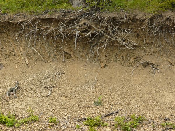 Dirt texture with tangled white roots, severed branches and green foliage